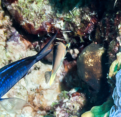 Prognathodes aculeatus