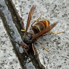 Vespa velutina