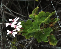 Pelargonium zonale
