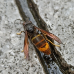 Vespa velutina