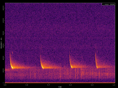 Common Noctule