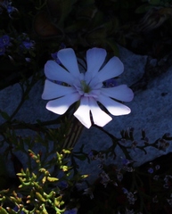 Silene undulata undulata