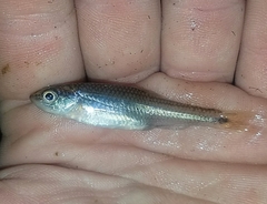 Notropis baileyi