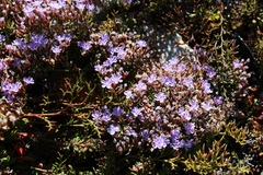 Limonium scabrum scabrum