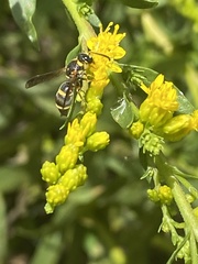 Parancistrocerus fulvipes