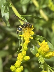 Parancistrocerus fulvipes