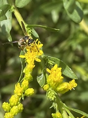 Parancistrocerus fulvipes