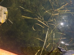 Potamogeton zosteriformis