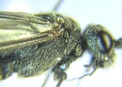 Dolerus aeneus