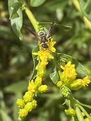 Parancistrocerus fulvipes