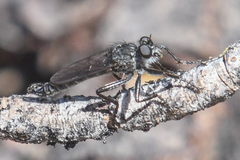 Rhadiurgus variabilis