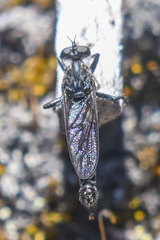 Rhadiurgus variabilis