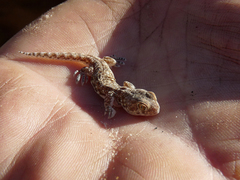 Ptenopus garrulus garrulus
