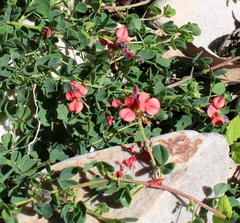Indigofera porrecta porrecta