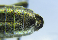 Dolerus aeneus