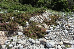 Lampranthus pauciflorus