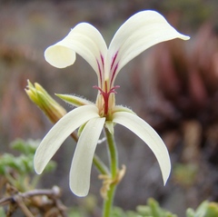 Pelargonium trifidum