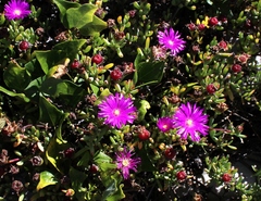 Lampranthus pauciflorus
