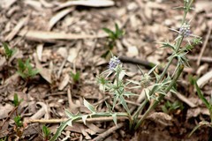 Eryngium paludosum