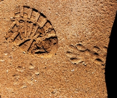 Aonyx capensis capensis