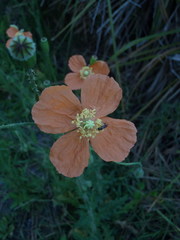 Papaver aculeatum