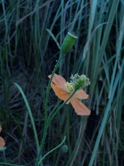 Papaver aculeatum