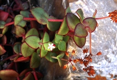 Crassula pellucida marginalis