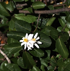 Grewia occidentalis occidentalis
