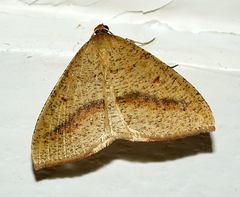 Palaeaspilates inoffensa