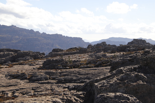 Image of Widdringtonia cedarbergensis by (c) Tony Rebelo, some rights reserved (CC BY-SA)