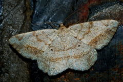 Chiasmia brongusaria