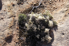 Dolichothrix ericoides