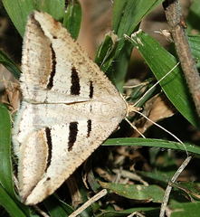 Chiasmia subcurvaria