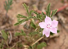 Hibiscus brachysiphonius