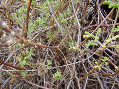 Pelargonium trifidum