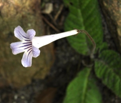 Streptocarpus rexii