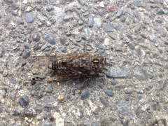 Amphipsalta cingulata