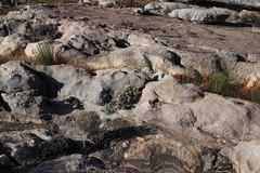 Dolichothrix ericoides