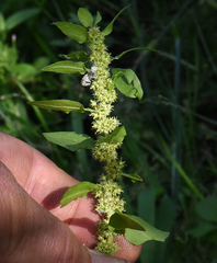 Rumex fueginus