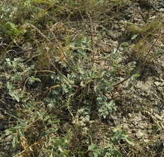 Hedysarum candidum
