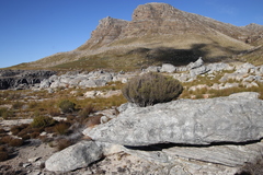 Passerina truncata monticola