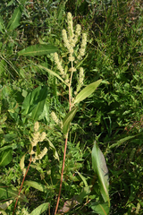 Rumex fueginus