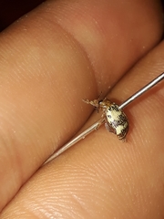 Blepharida