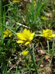 Cyperus sphaerocephalus