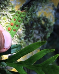 Polypodium ensiforme