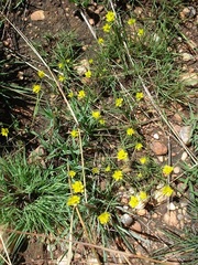 Cyperus sphaerocephalus