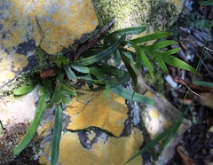 Polypodium ensiforme