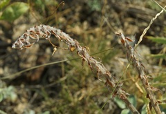 Hedysarum candidum