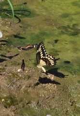 Heraclides pallas bajaensis