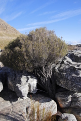Passerina truncata monticola